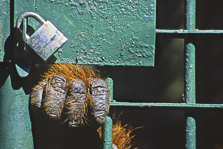 Caged adult male orangutan, Semingoh orangutan Sanctuary, Sarawak, Borneo, Malaysia. Reared in captivity, this adult cannot survive in the wild, is doomed to spend rest of his life behind bars.